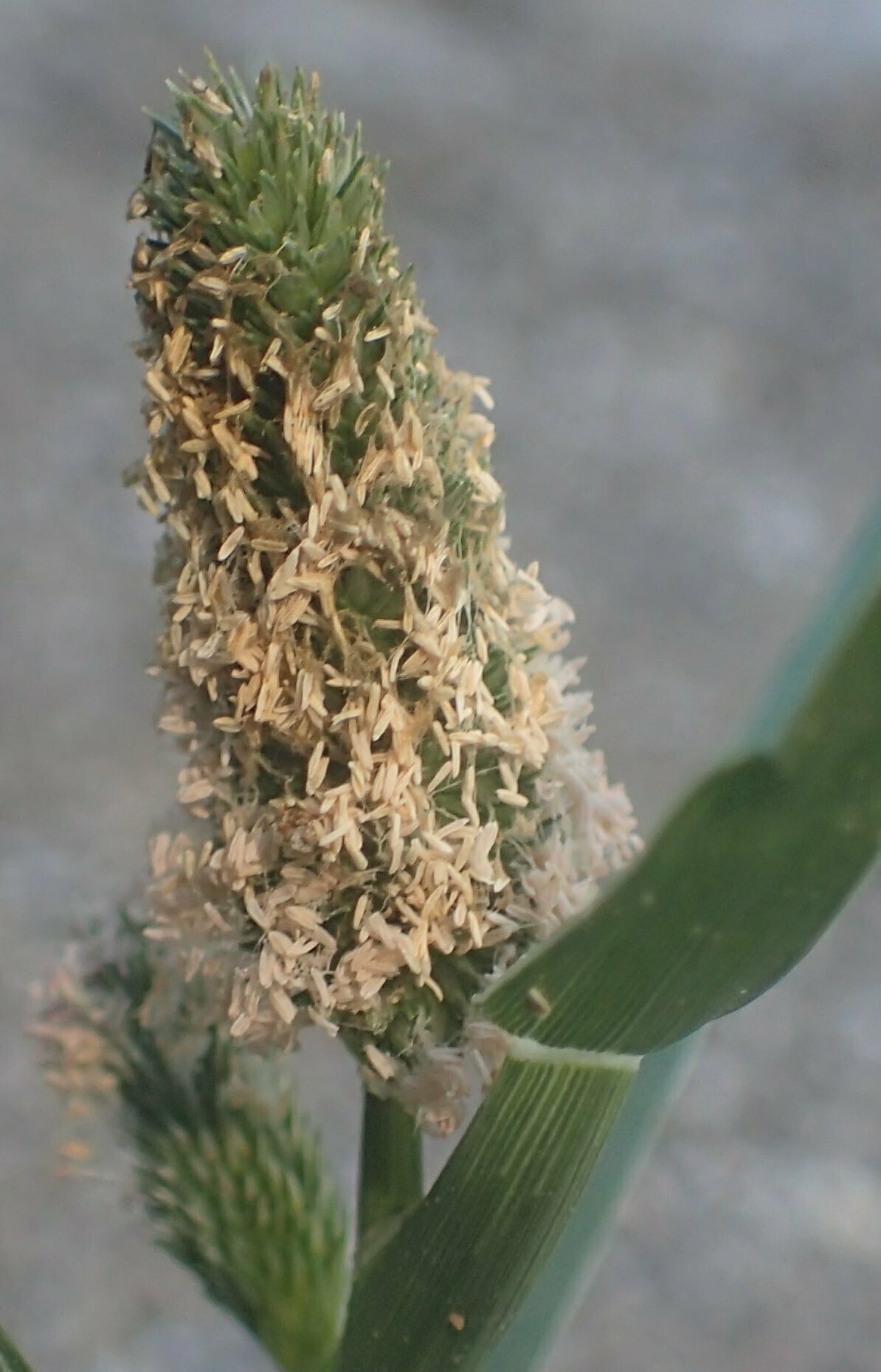 High Resolution Crypsis schoenoides Flower